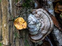 Weißer Baumschwamm mit Ringstruktur und Herbstblatt